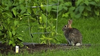 tips to Rabbit-Proof A Garden with electric fencing