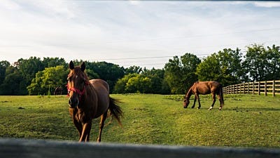 15 Mistakes You’re Making with Your Electric Horse Fence