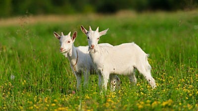 5 Most Profitable Animals for Small Farms