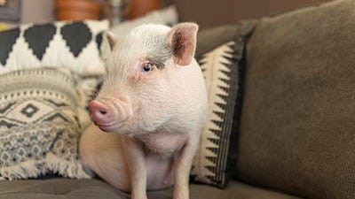 information on pigs as pets 