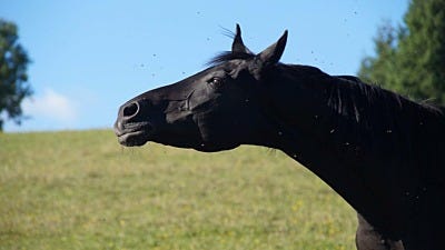 protect horses from disease