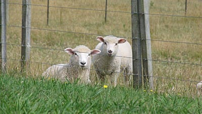 electric fences for livestock