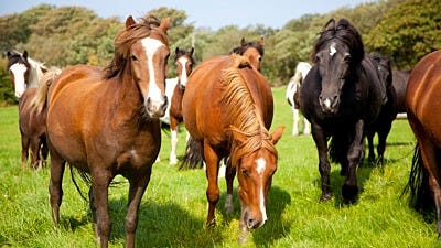 ElectroBraid® Fence Safety: What To Look For