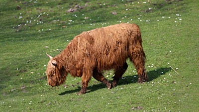 Get to Know: The Scottish Highland