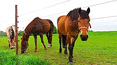 5 Diagnostic Tests for Electric Fence Troubleshooting