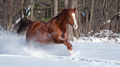 Preparing an ElectroBraid® Electric Fence for Winter