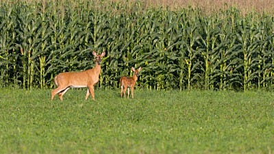 Deer fencing – ElectroBraid® Passes USDA Wildlife Test