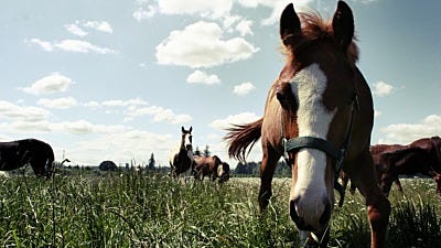 Electric Fence Chargers: Which Is the Best Style for You?