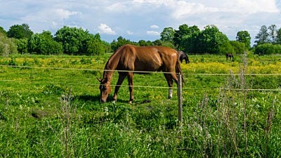 Electric Fence Planning 101: 8 Things to Do Before Electric Fence Installation