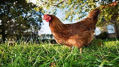 Electric Fencing For Free Range Poultry