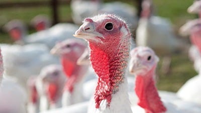 Facts about Turkey Farming