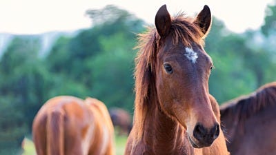 Fence Training: Introducing Horses to Electric Fencing