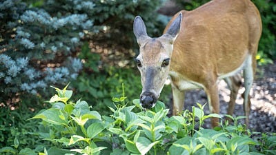 Garden Fencing: Keep Rabbits, Squirrels and Other Animals Away