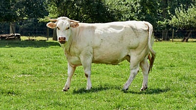 Get to Know: The Belgian Blue