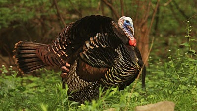 Get to Know: The Turkey