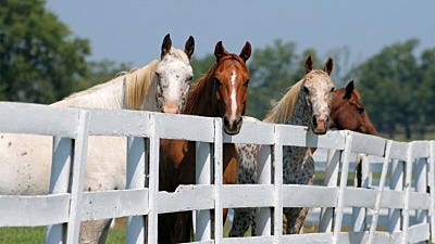 Horse Fencing Cost & Pricing Comparisons