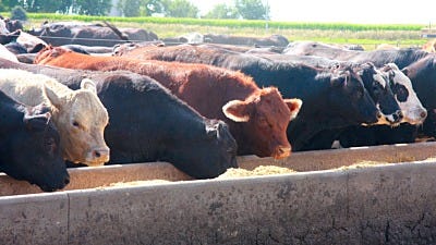 How Tall Should An Electric Fence Be?