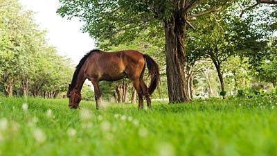 Improve horse pastures with rotational grazing