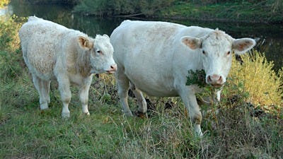 How to Reduce Cow-Calf Stress When Weaning Calves