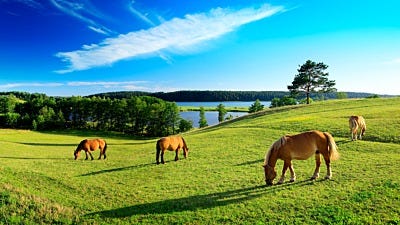 Rotational Grazing: Cut Down Feed Costs