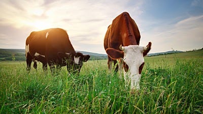 Save Time and Money with Strip Grazing