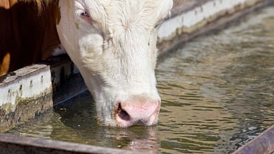 Signs of Heat Exhaustion in Livestock