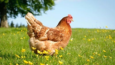 protect chickens with electric fencing 