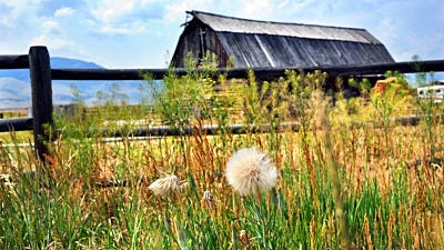 Why is Weed Control Important to your Electric Fence System?