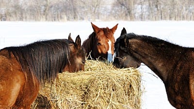 Winter Horse Care Tips