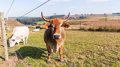 Wire Gauge Selection for Electric Fencing