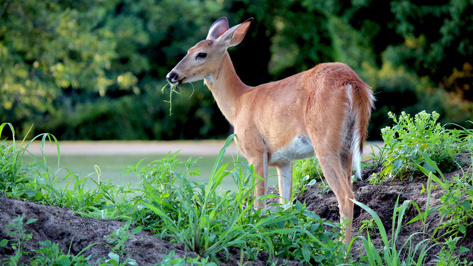 deer in garden