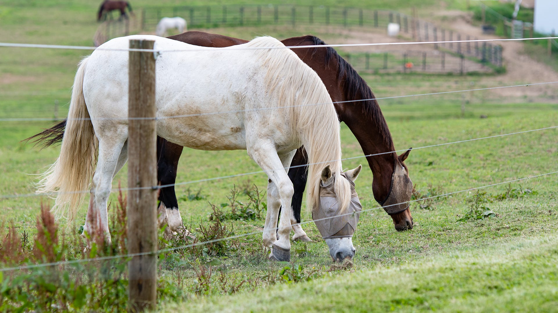 electric fence categories horse fencing 