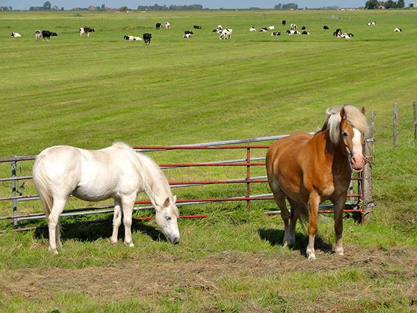 HorseswithElectricFenceandGate