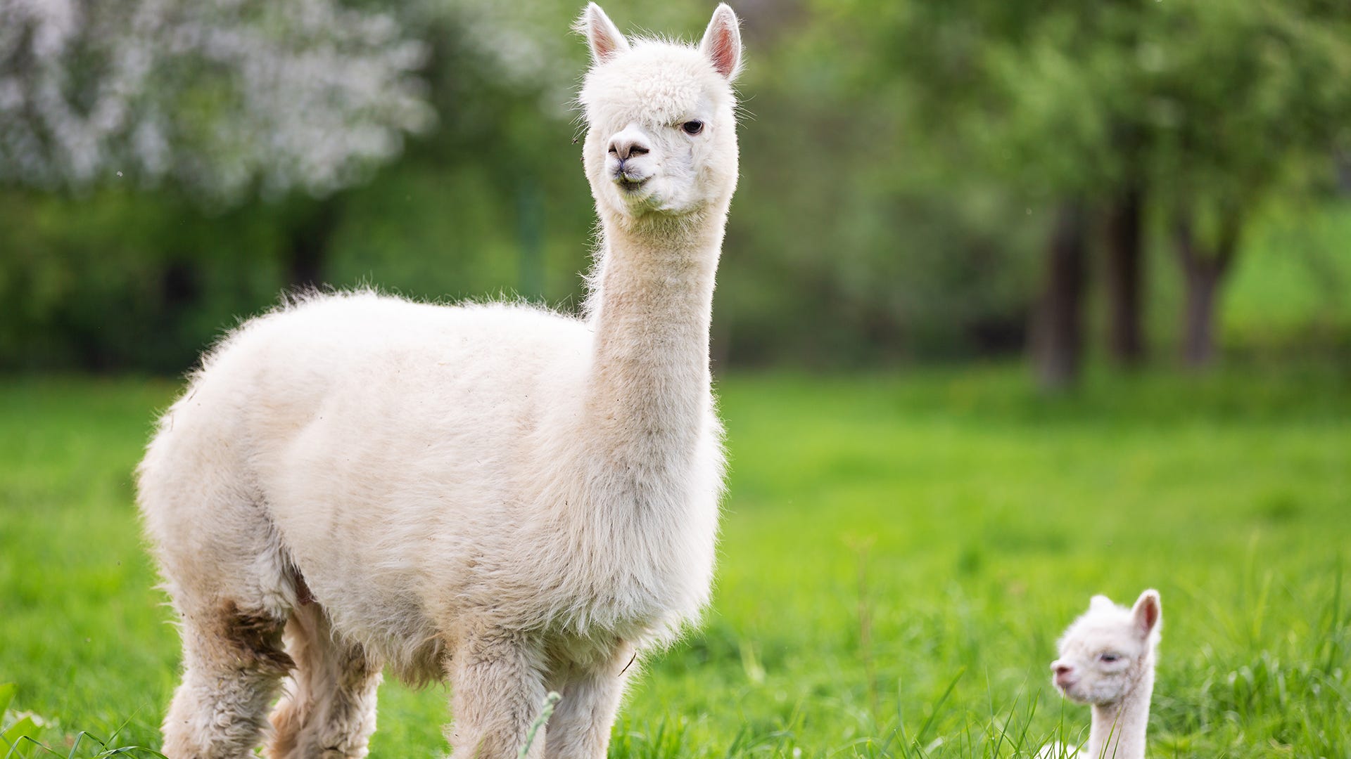 llama in fencing