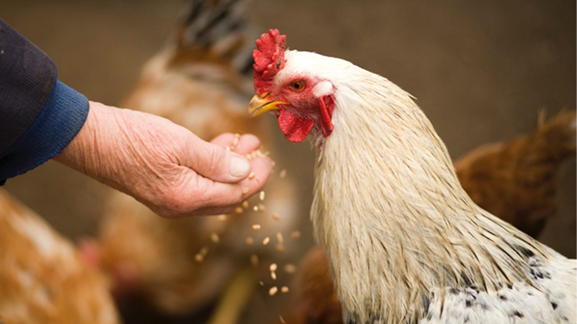 Keep Feed Fresh with Diatomaceous Earth Keep Feed Fresh with Diatomaceous Earth