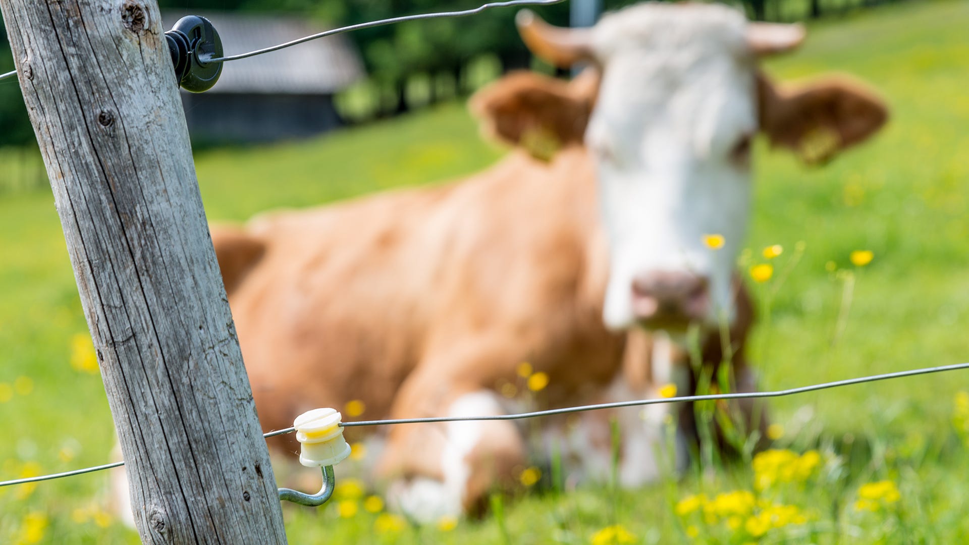 cow laying in fence