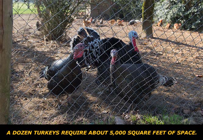 Get to Know the Turkey