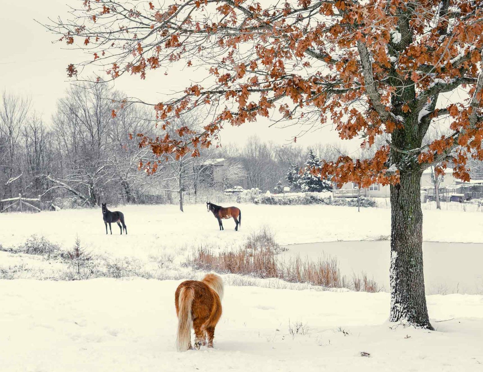 Horses in Winter