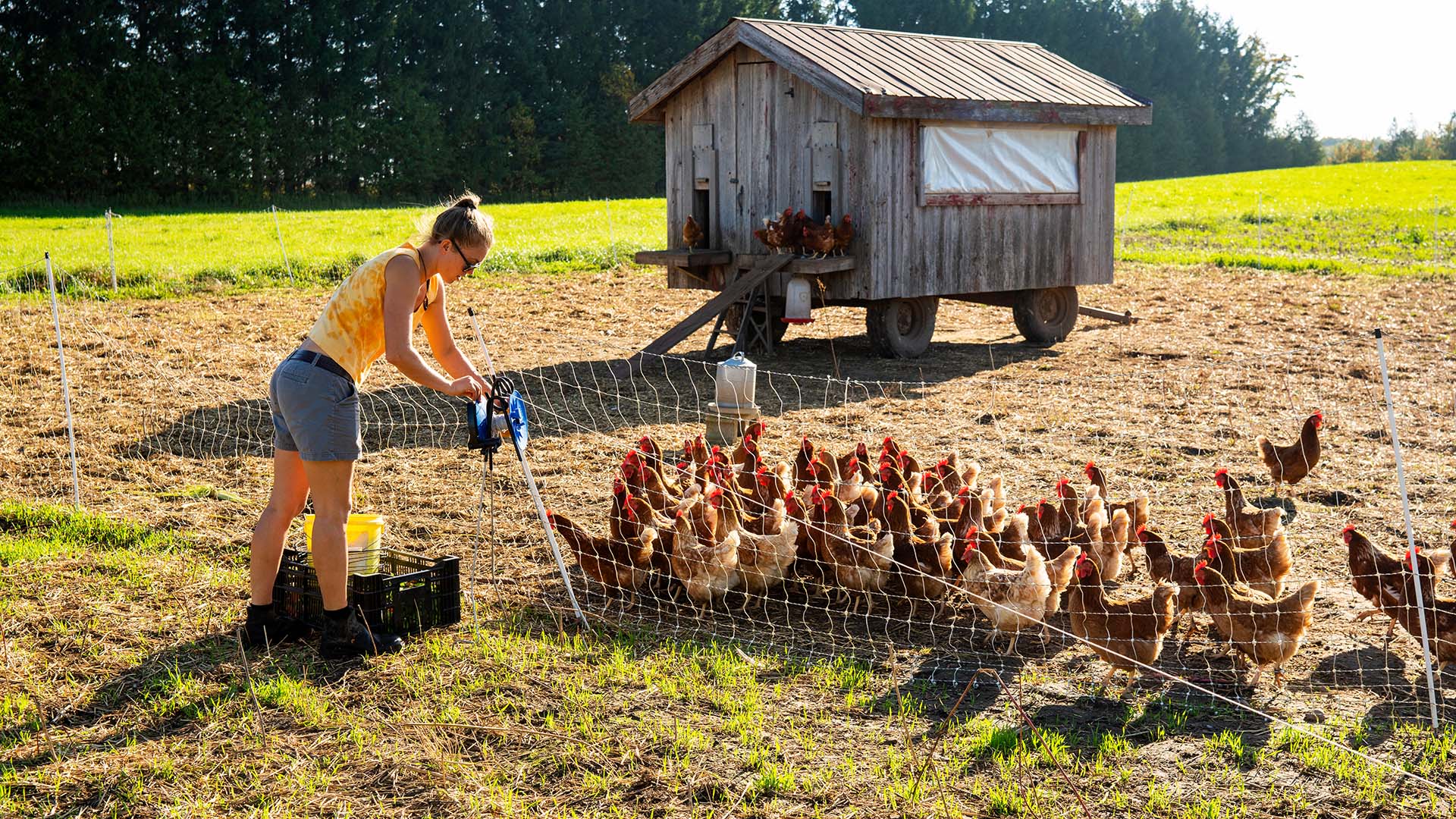 feeding chickens on the farm