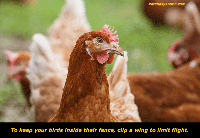 how to keep poultry inside fence