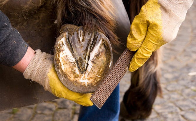 horse hoof care