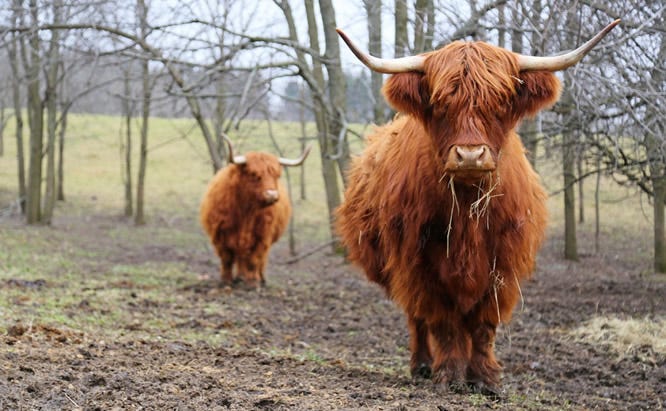 Electric Fence Design - Cooperative Extension: Livestock