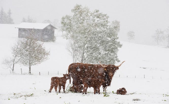 cows in snow2