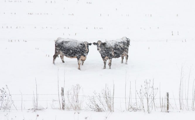 cows in snow1