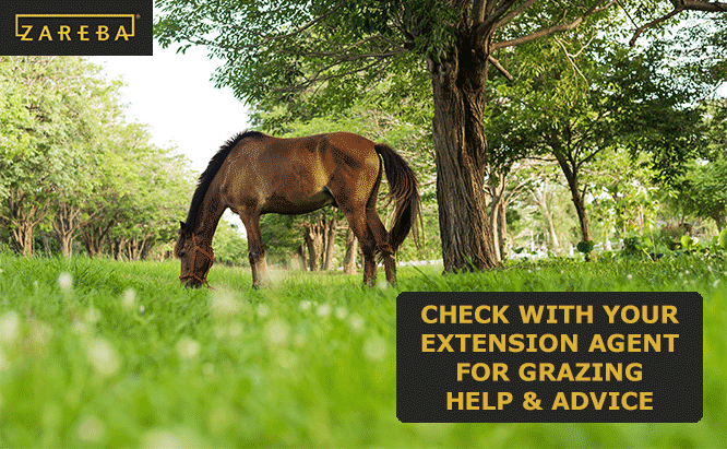 how to use rotational grazing for horses