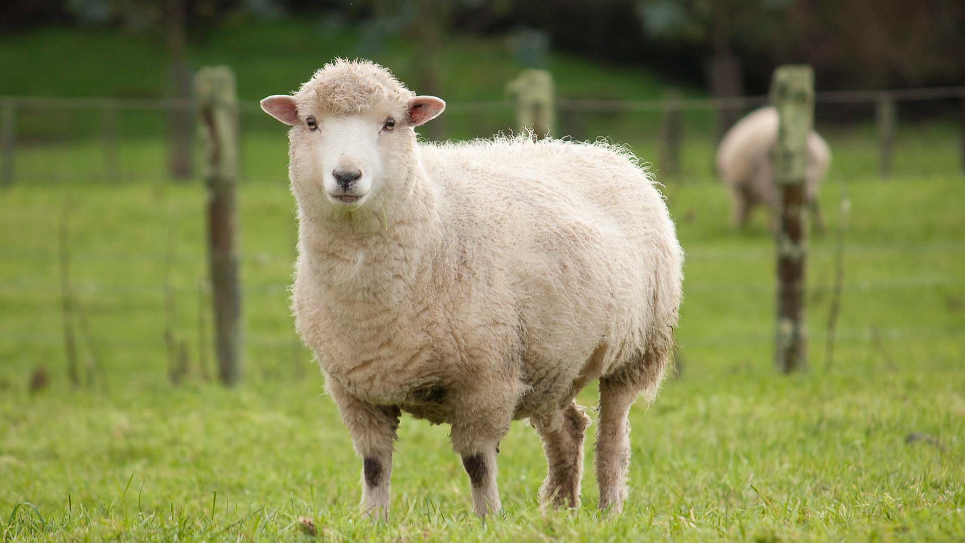 fencing for sheep