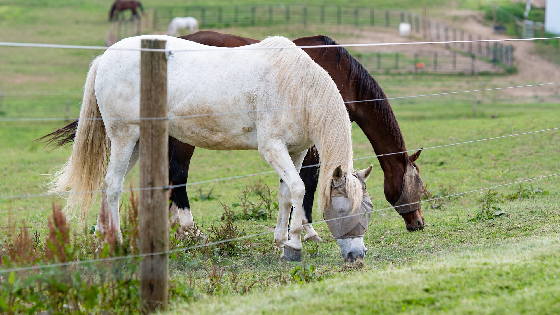 the right fencing for your horse