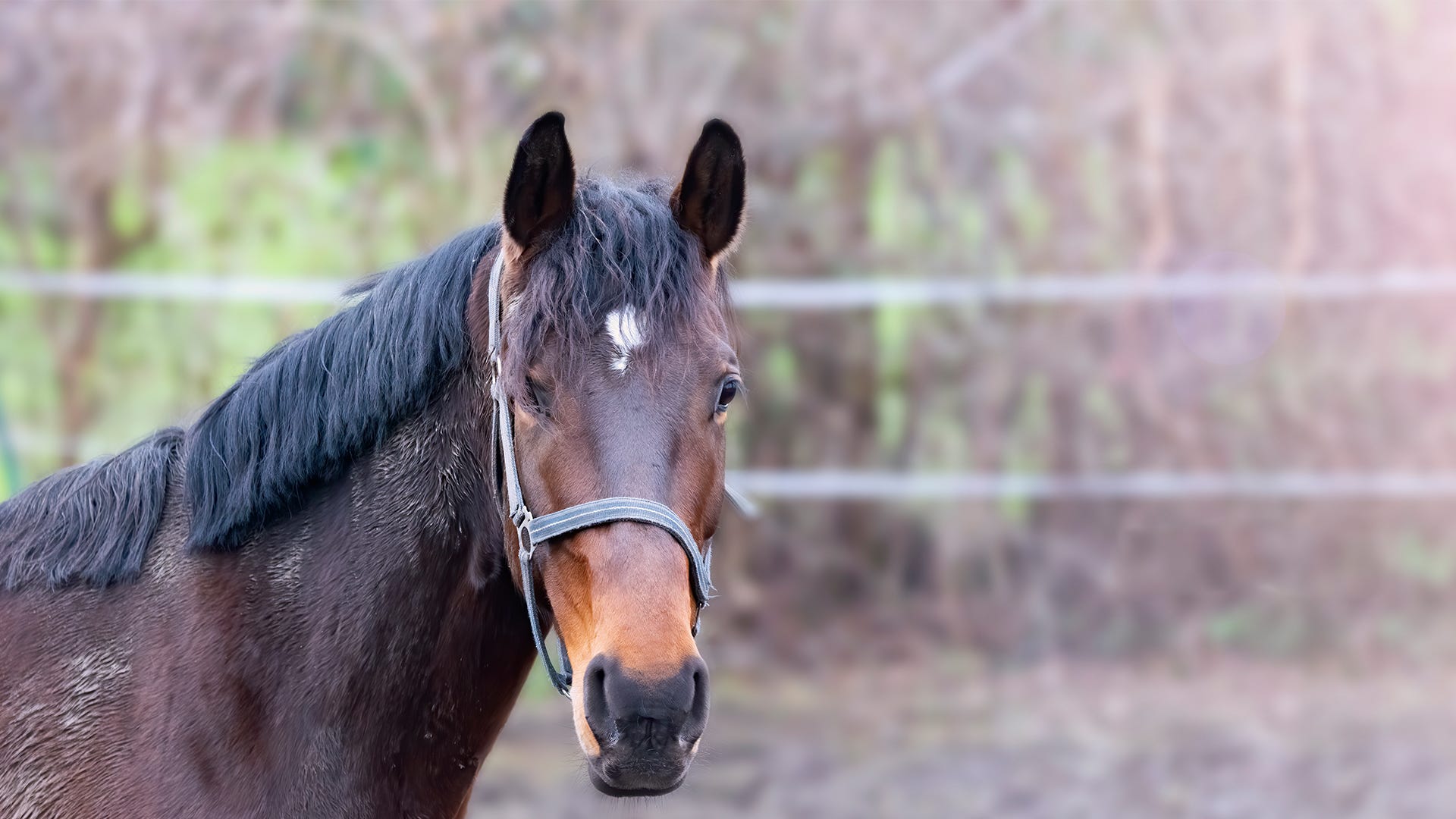 reading horse body language