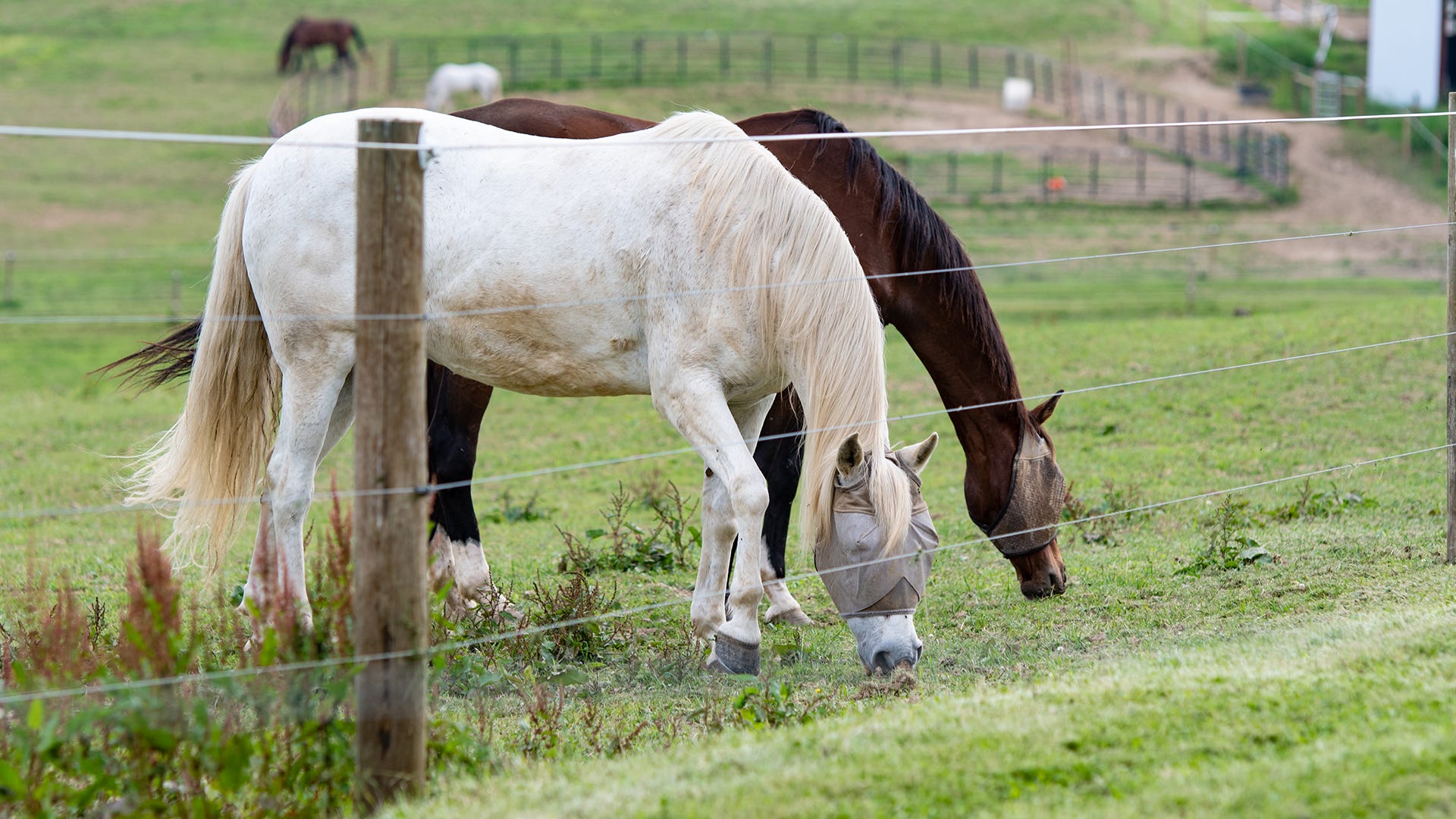 horse-fencing