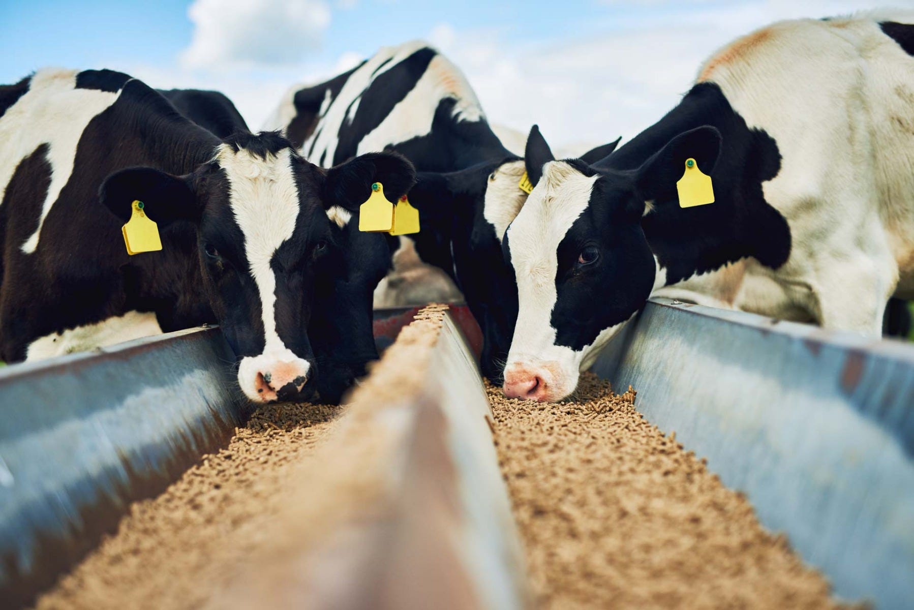 Cows eating Feed